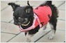 치와와의 매력에<br>푹 빠져